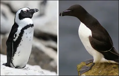 Quelles sont les différences entre le manchot et le pingouin ?