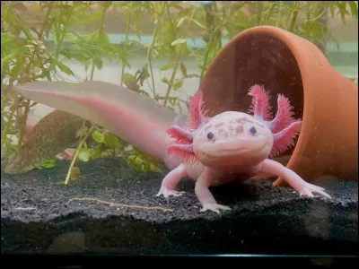Qu'est-ce qu'est l'axolotl ?