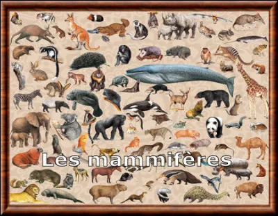Les mammifères peuvent ...