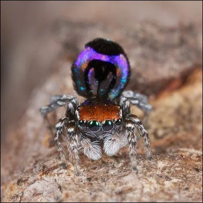 L'animal le plus dangereux est une araignée.