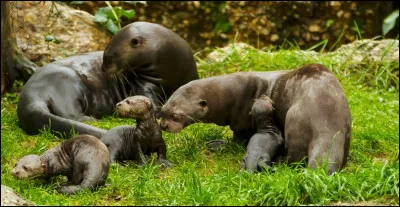 Pourquoi les loutres géantes se roulent-elles dans l'herbe ?