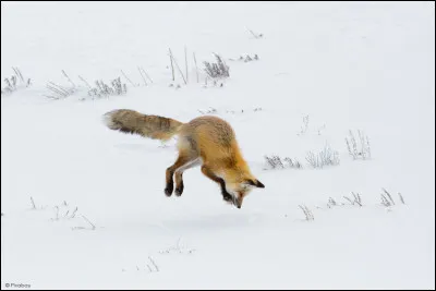 Quelles sont les techniques de chasse du renard ?