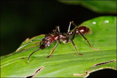 La fourmi balle de fusil sert au rituel des peuples...
