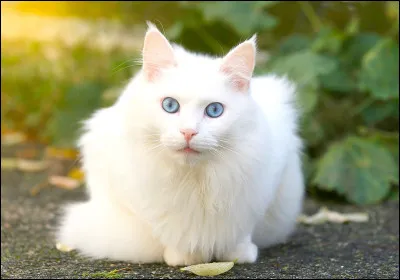 La plupart des chats complètement blancs naissent presque...