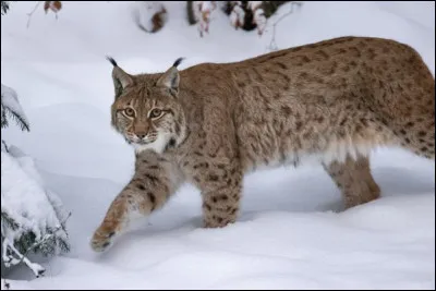 Quelle est la particularité du lynx ?
