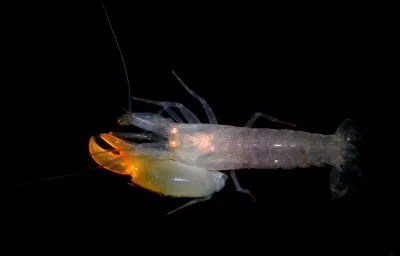 La crevette-pistolet détient un record, lequel ?