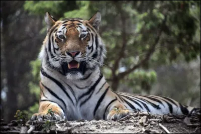 Le tigre est...