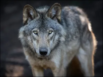 Quels animaux font partie de la famille du loup ?