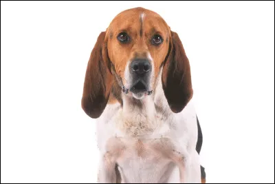 Le chien de ta voisine chiante dévale la rue et manque de tomber dans un fossé. Tu es à quelques pas et près de toi se trouve un bâton. Comment réagis-tu ?