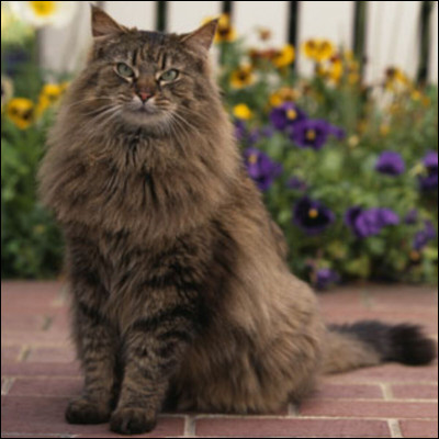 À quelle famille le chat appartient-il ?