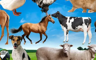 Quiz Animaux