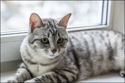 Quest-ce que tu envies le plus chez les animaux ?