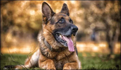 Quelle sorte danimal voudrais-tu avoir ?