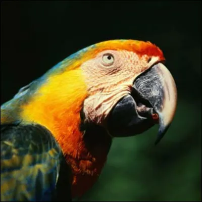 As-tu un animal ? Si oui, lequel ?