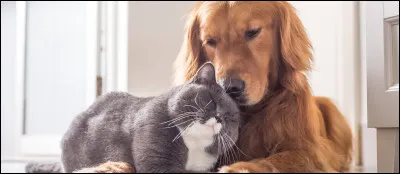 Au fait, est-ce que tu aimerais en avoir un ?