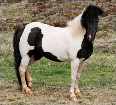 Quel est le nom de la robe d'un cheval blanc avec des grosses taches noires ?