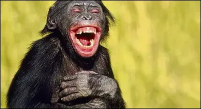 En effet, et la science moderne en aurait apporté la preuve, outre le chimpanzé et certains primates, quel autre animal rigole "pour de vrai" lorsqu'on le chatouille ?