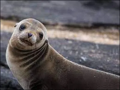 Quelle est une sp&eacute;cificit&eacute; de l'otarie ?