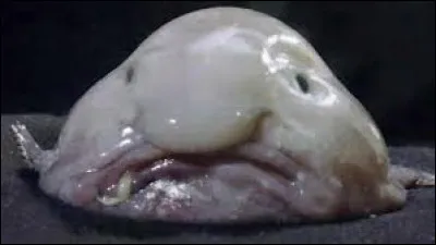 Pour finir, quel est cet animal ?