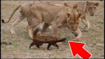 Quel est cet animal qui a lair deffrayer ces lions ?