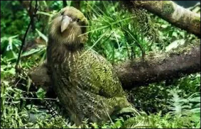 Et ce petit oiseau, quel est-il ?