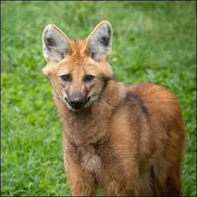 Quel est cet autre grand canidé ?