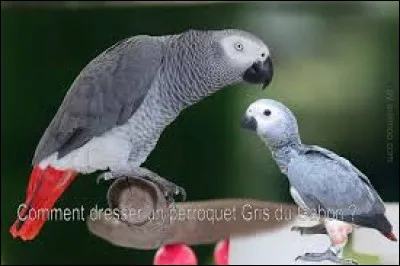 Combien de mots le perroquet gris du Gabon peut-il apprendre ?