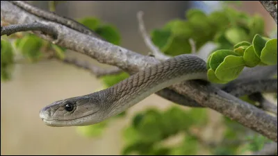 Lequel des cinq sens le serpent ne possède-t-il pas ?