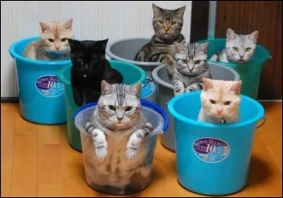 Poursuivons avec nos amis les chats à qui il convient d'apporter une nourriture équilibrée s'ils ne sont pas habitués à pourvoir à leurs besoins !
Quel est leur régime alimentaire ?