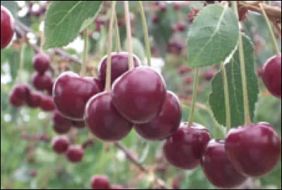 Quel fromage nous donne l'anagamme de l'un de ces fruits-là ?