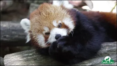 Aimes-tu les pandas et les pandas roux ?