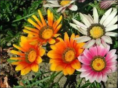 Gazanie : De quel pays est originaire cette jolie fleur ?