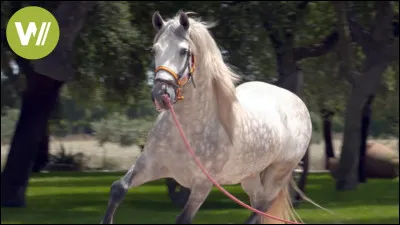 Comment appelle-t-on le mâle de la jument ?