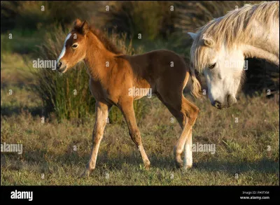 Comment appelle-t-on le petit du cheval ?