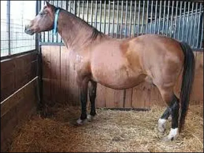 Quelle est la durée de gestation dune jument ?