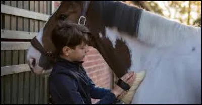 Quelles sont les étapes du pansage ?