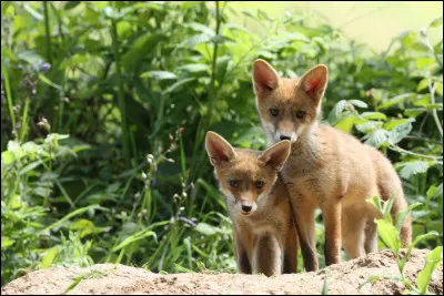 Imaginons : tu es un renard. Comment t'appellerais-tu ?