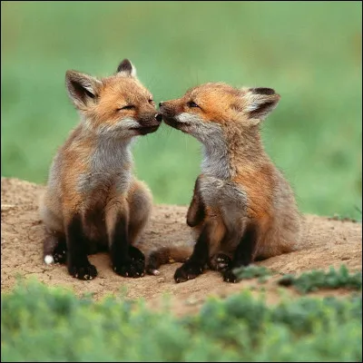 Tu es amoureux de quelqu'un. Que fais-tu ?