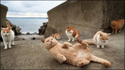 Dans quel pays est située "L'île aux chats" ?