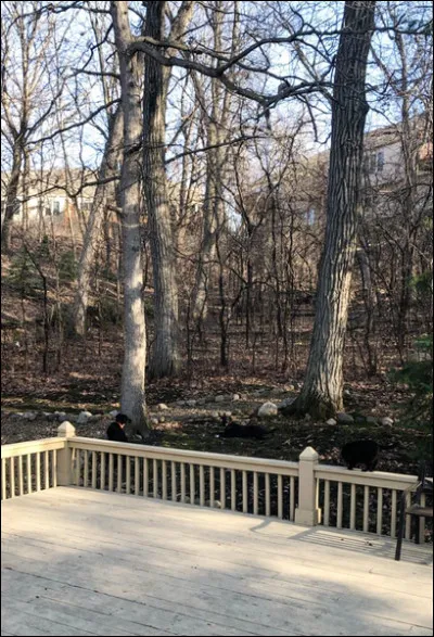 Qu'est-ce qui se cache sur cette photo ?