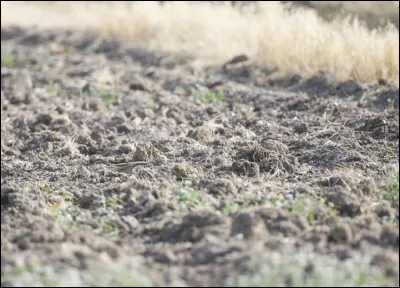 Trouvez quel animal s'est camouflé :