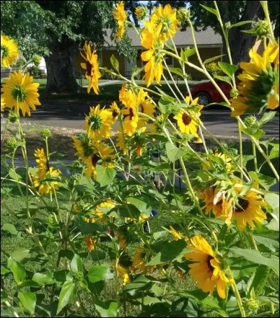 Que voyez-vous sur cette image ?