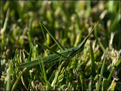 Que voyez-vous sur cette image ?