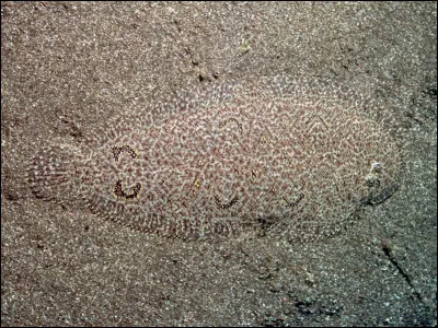 Qu'est-ce qui se cache sur cette photo ?