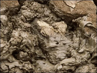 Qu'est-ce qui se cache sur cette photo ?