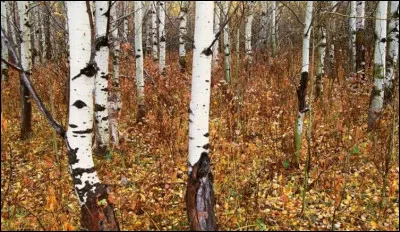 Que voyez-vous sur cette image ?