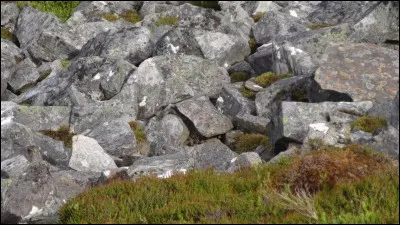 Qu'est-ce qui se cache sur cette photo ?