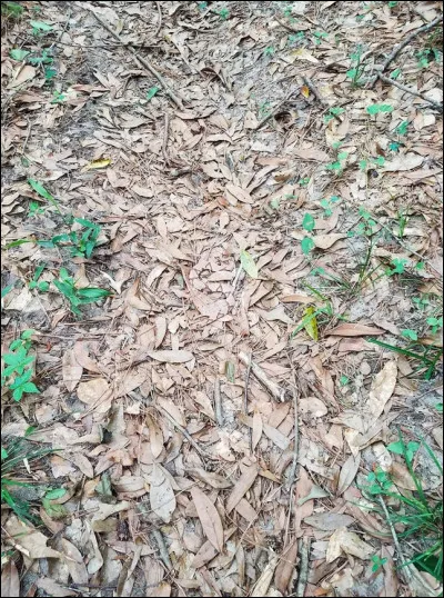 Que voyez-vous sur cette image ?