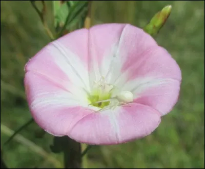 Trouvez quel animal s'est camouflé :