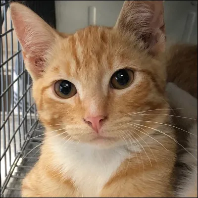 Par quelle lettre ton vrai prénom commence-t-il ?